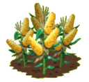 Corn