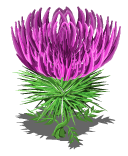 Thistle last
