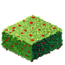 Hedge square last