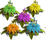 Dahlia multi