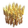 Wheat plant