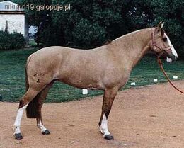 Criollo