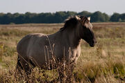 375px-Konik polski