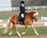 Haflinger