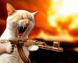 Crazy gun cat