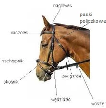 Uzda Koniopedia FANDOM powered by Wikia