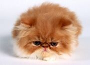 Persian 1