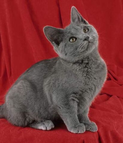 Plik:Chartreux-2.jpg