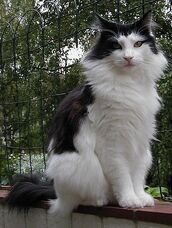 Norwegian forest cat
