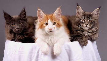 3manx