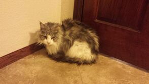 Furbeast