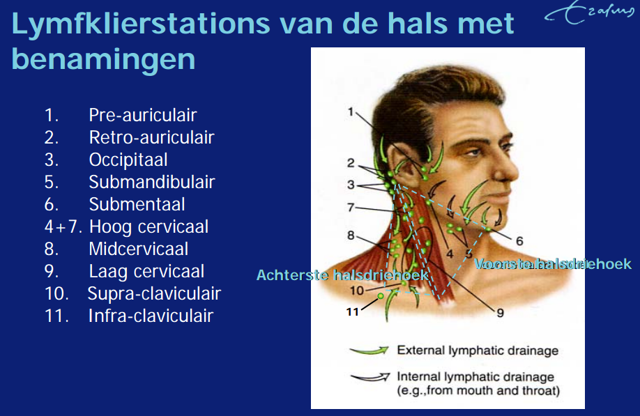 Lymfeklieren Hals