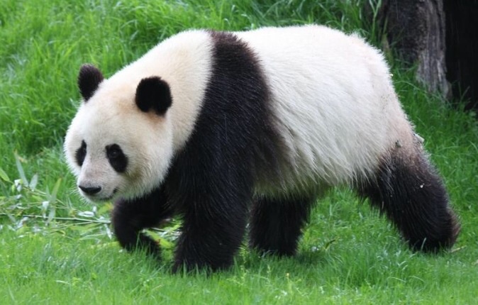 Category:Kung fu panda | Kung fu panda species s Wikia | FANDOM powered