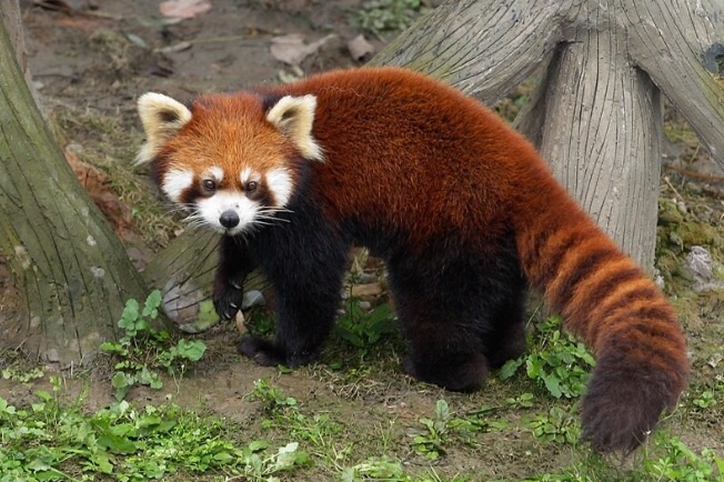 shifu-the-red-panda-by-kjuliano-shifu-along-with-his-brot-flickr