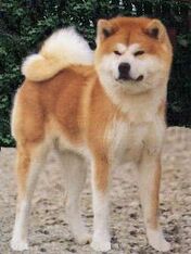 Akita