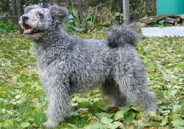 Pumi