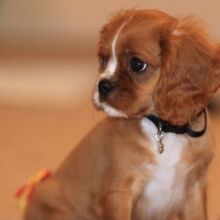 Cavalier King Charles Spaniel Kutya Wiki Fandom