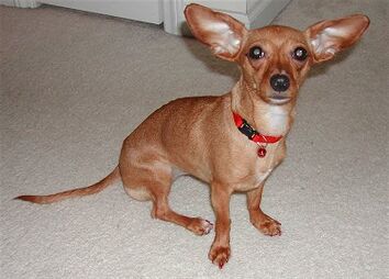 Chiweenie