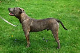 Amerikai pitbull terrier