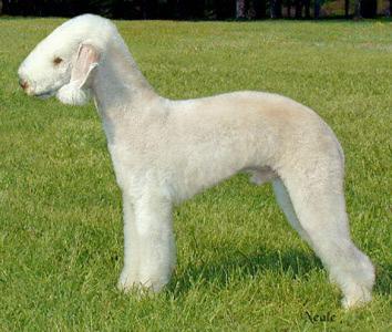 Bedlington terrier