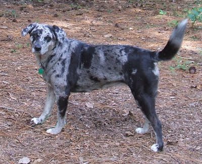 Leopard cur