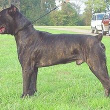 Cane Corso Kutya Wiki Fandom