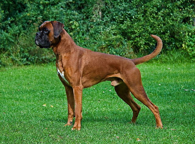 Fájl:Boxer 2..jpg