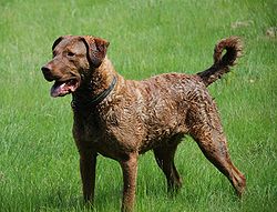Chesapeake bay retriever