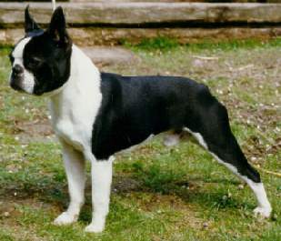 Boston terrier