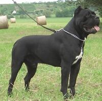 Cane Corso Kutya Wiki Fandom