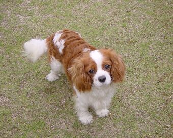 Cavalier King Charles Spaniel Kutya Wiki Fandom