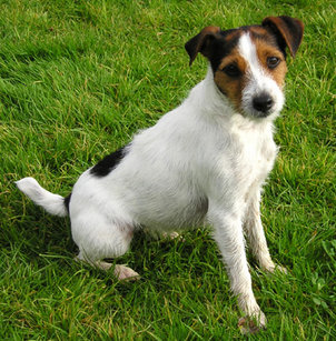 Jack russell-terrier