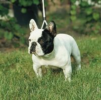 Francia Bulldog Kutya Wiki Fandom