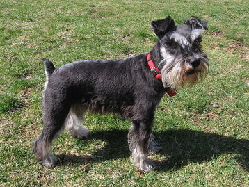 Törpe schnauzer 2.