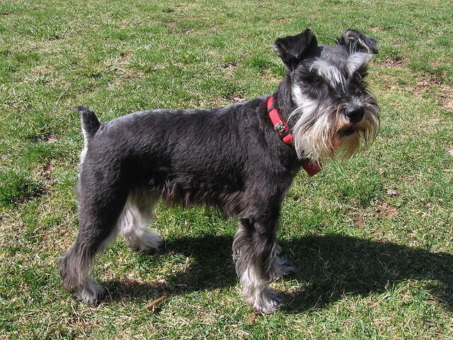 Fájl:Törpe schnauzer 2..jpg