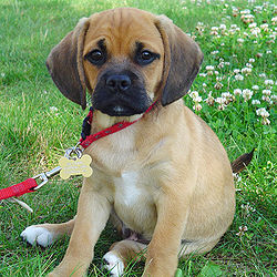 Puggle kölyök