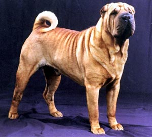 Sar-pej