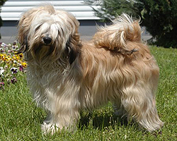 Tibeti terrier