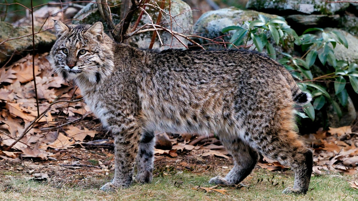 Image Bobcat.jpg Kylar Wiki FANDOM powered by Wikia