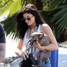 Pets Kylie Jenner Wikia Fandom