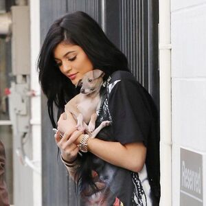Pets Kylie Jenner Wikia Fandom