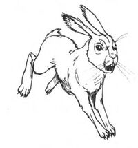Hare
