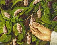 Silk Farm