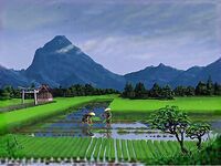 Rice Paddy