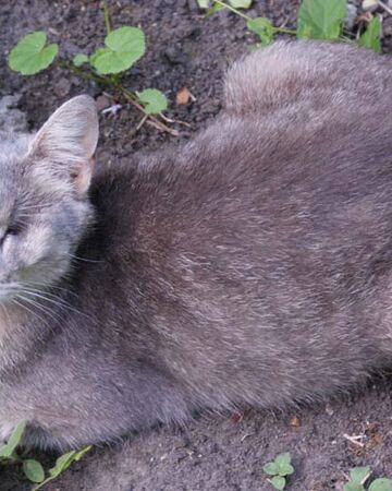 Feuille D œillet Wiki La Malediction Des Chats Fandom Feuille D œillet Wiki La Malediction Des Chats Fandom