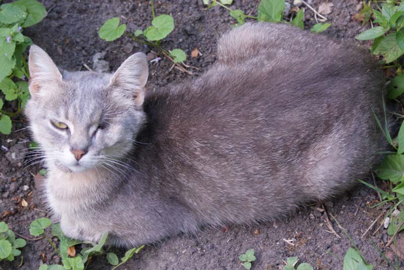 Feuille D œillet Wiki La Malediction Des Chats Fandom Feuille D œillet Wiki La Malediction Des Chats Fandom