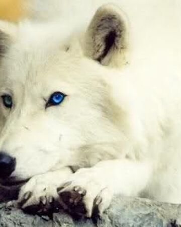 Cristal Wiki La Meute Des Glaciers Fandom