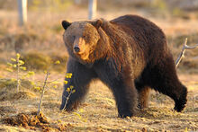 Ours brun 2-0