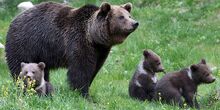 Protection-de-l-ours-dans-les-Pyrenees-l-Etat-condamne-pour-carence