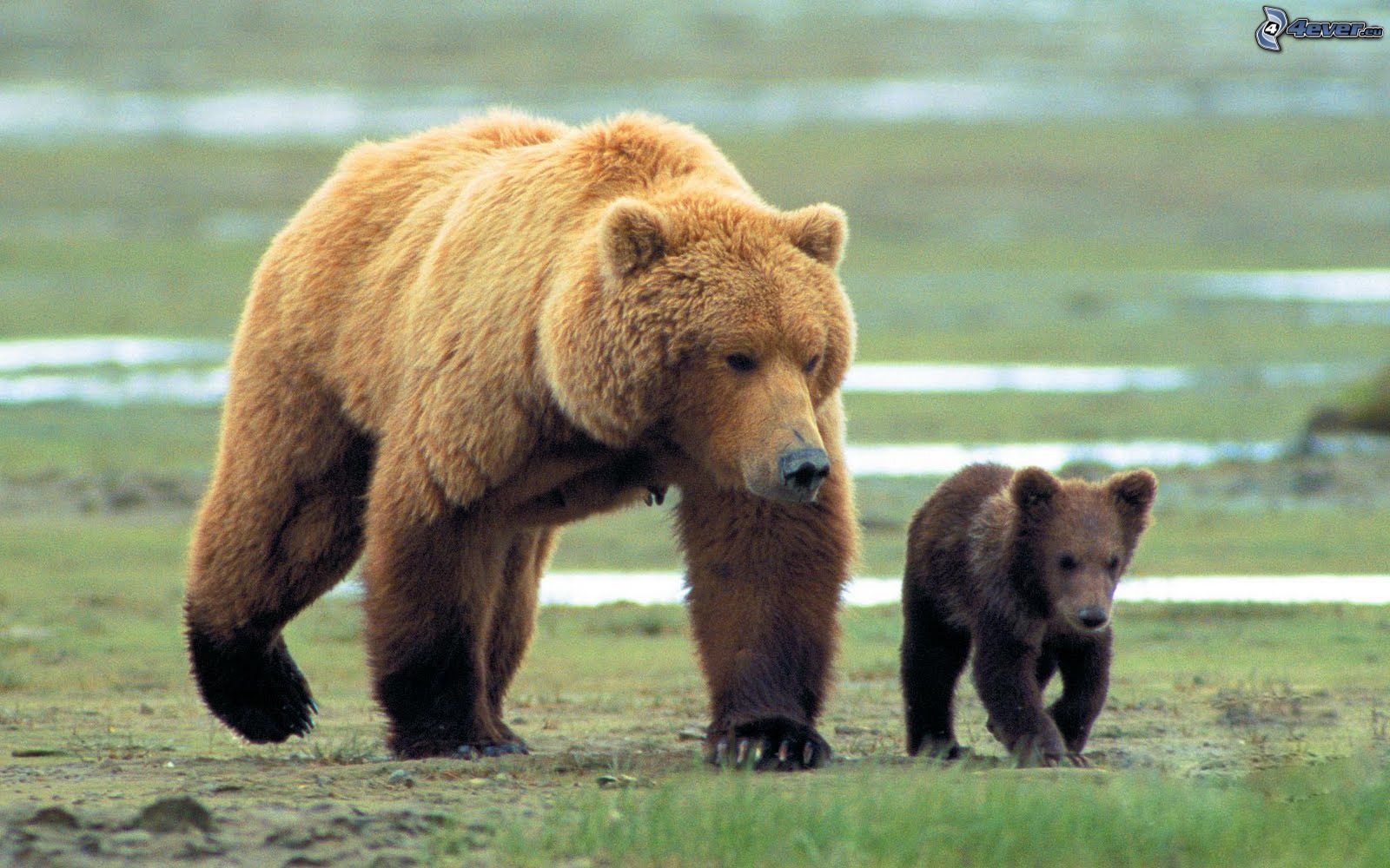Image - Grizzli.jpg | Wiki La quête des Ours | FANDOM powered by Wikia